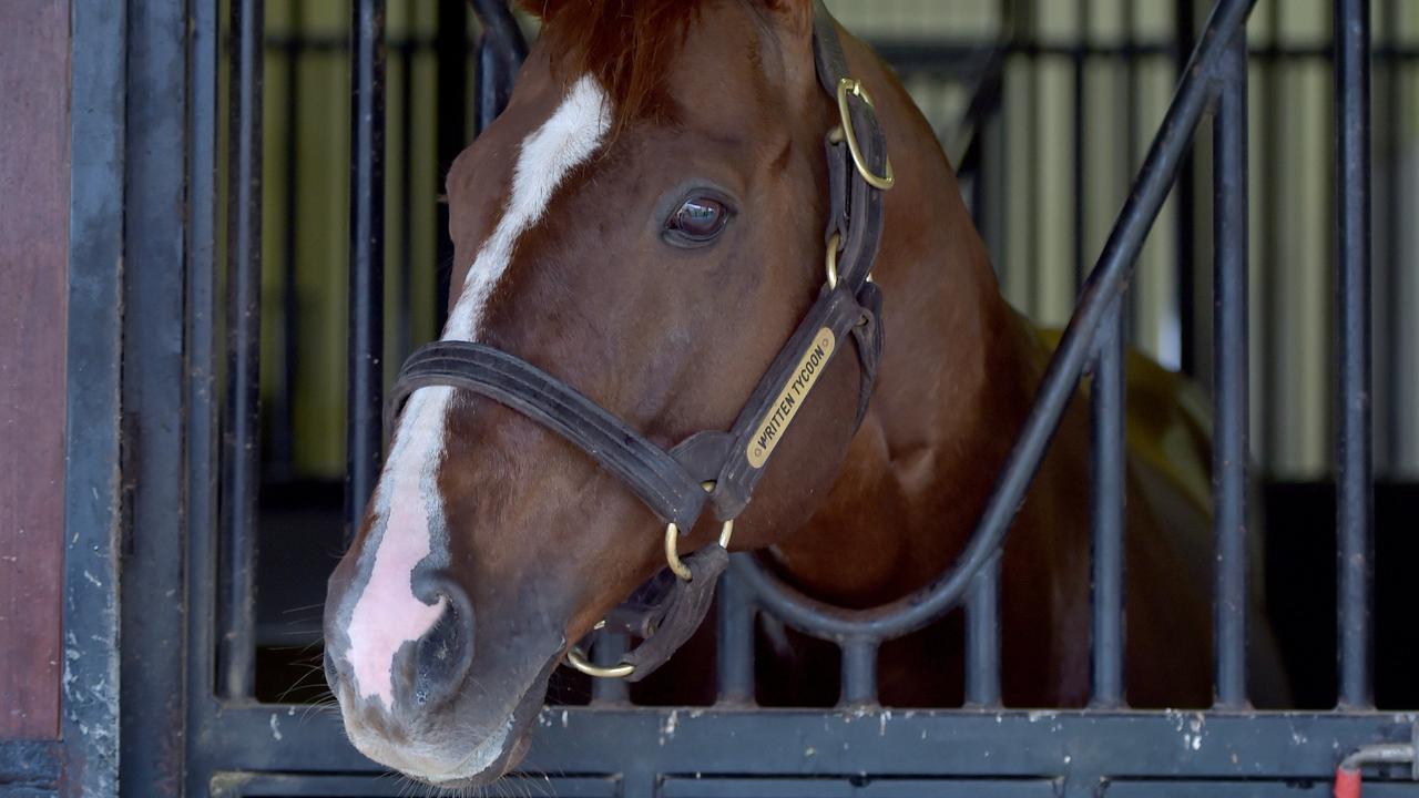 Top Australian stallion Written Tycoon during his days at Woodside Park. Picture Jay Town.