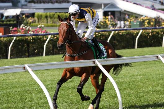 Expecting this mare to be prominent in the Coolmore Classic