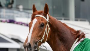 The Pro Punter is expecting Kemalpasa will be winning again at Sandown. George Salpigtidis/Racing Photos via Getty Images