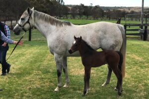 Catkins and Cat D’Oro as a foal.