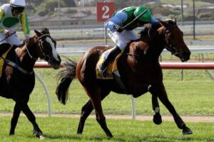 Zed Em will trial over steeples at Warrnambool on Tuesday.