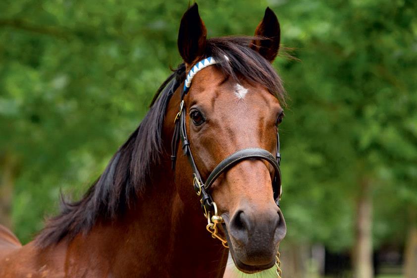 Majority of Darley's stud fees reduced