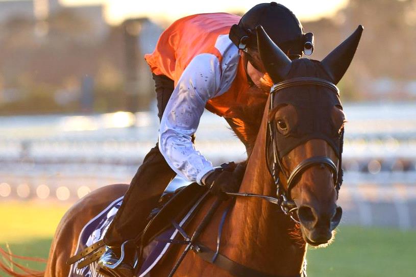Melbourne Cup winner draws wide in Australian Cup return