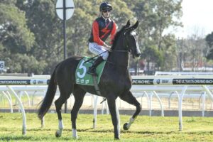 Awesome Pluck prior to racing at Warwick Farm.