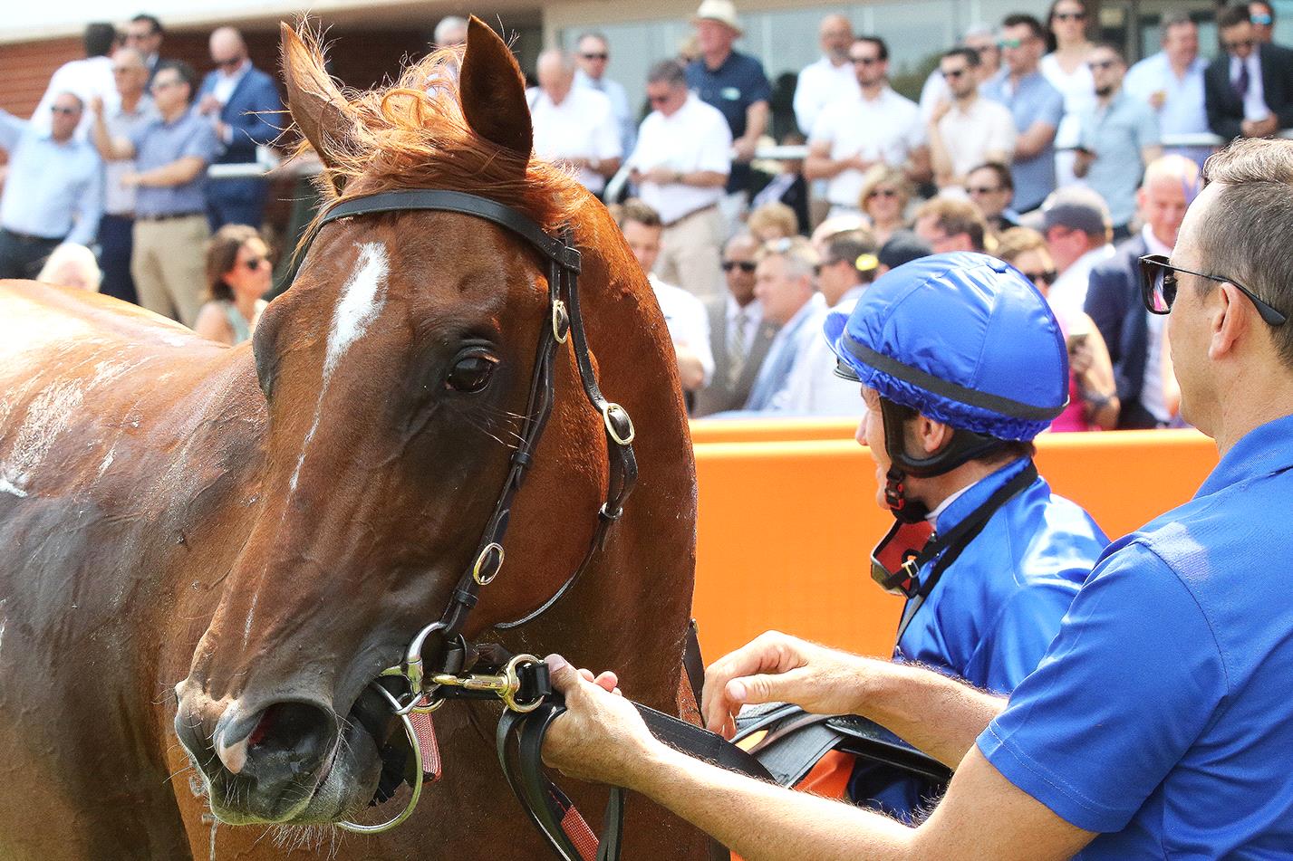 Hanseatic has drawn barrier one for Saturday’s Blue Diamond Stakes.