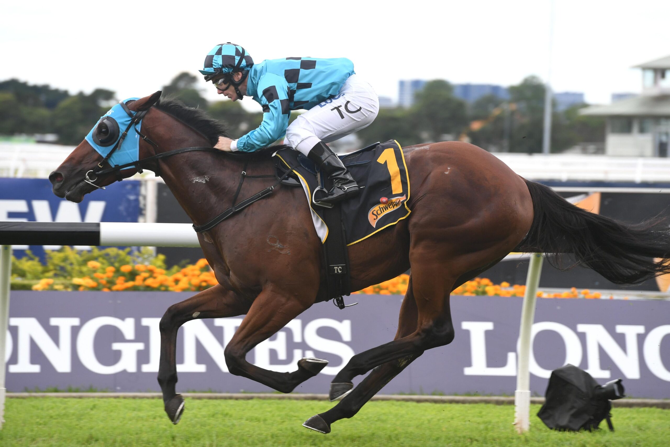 Bellevue Hill belted by maiden in track gallop