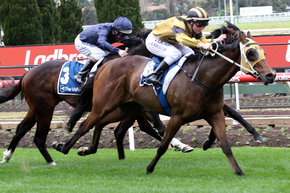 Condo's an Express in return to Moonee Valley - Racenet