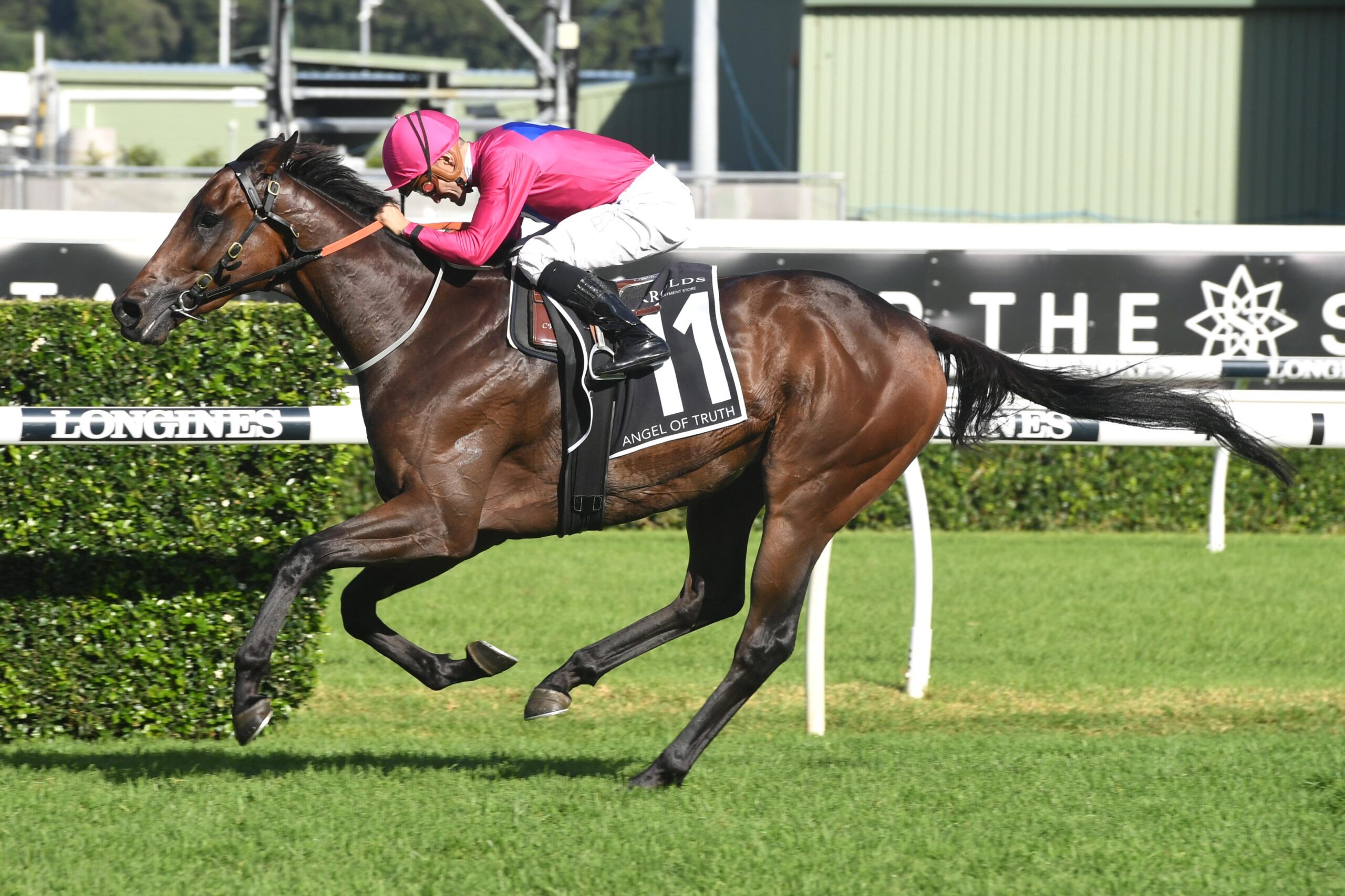 Angel Of Truth is nominated for provincial horse of the year.