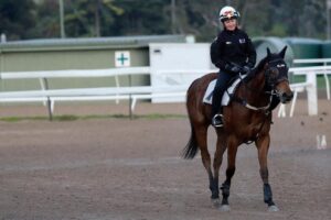 Voila after her gallop.