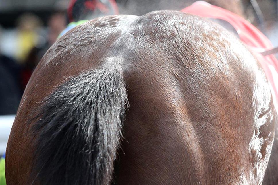 Weird reason for horse being scratched