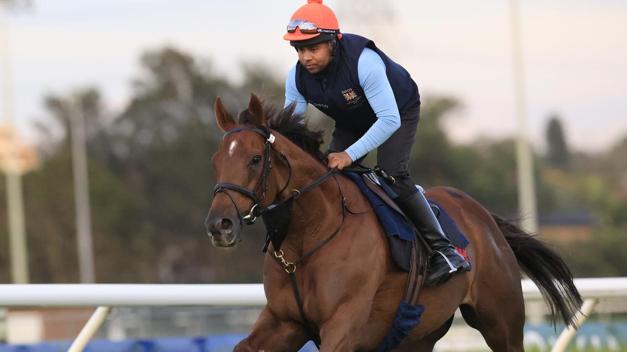 Addeybb goes through his paces for track rider Safid Alam at Canterbury. Photo: Mark Evans/Getty Images.