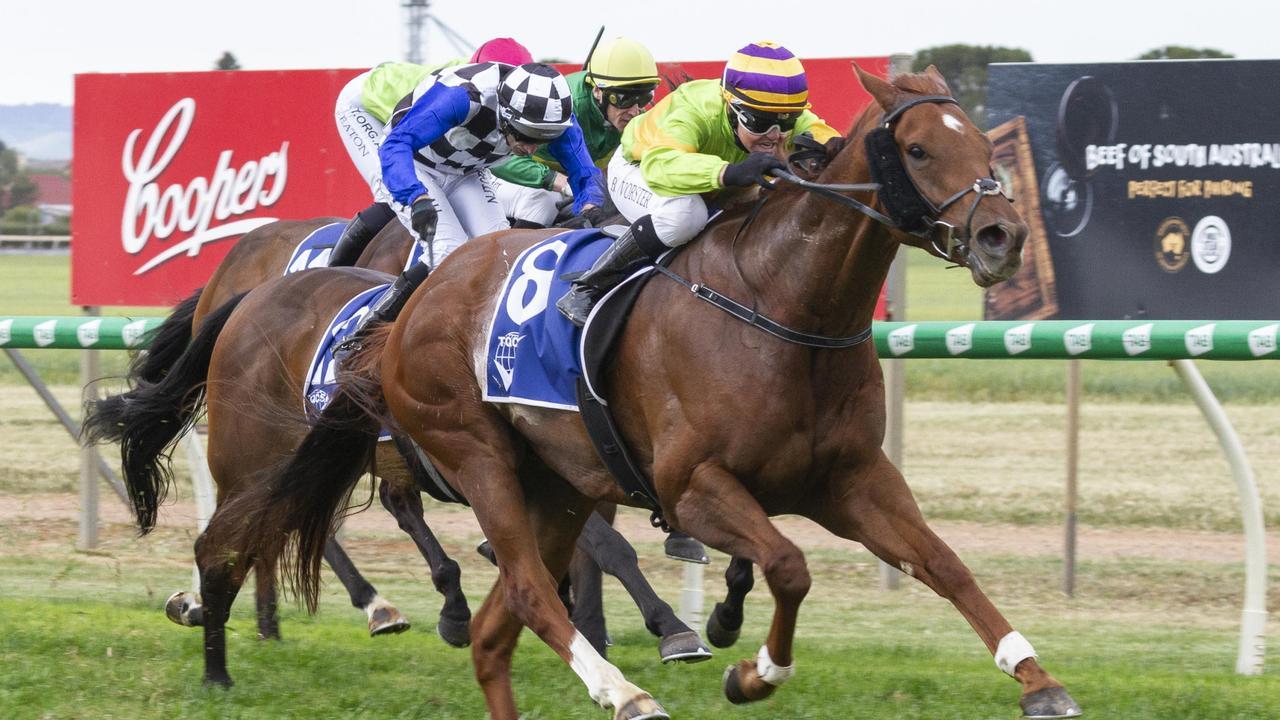 Winning Partner stormed to victory in the Balaklava Cup. Picture: Atkins Photography