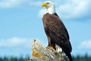 Expecting an Eagle to fly at Dubbo.