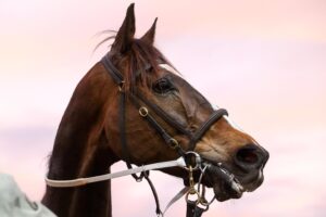 Lord Durante knows he’s the boss at Simone Ferchie’s Leopold stable.