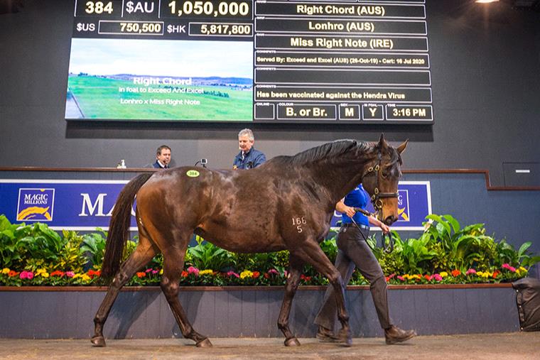 Sunlight was sold for $4.2 million at the Magic Millions National Sale on Monday.