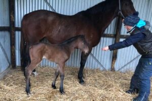 Hollywood Heart and her Extreme Choice foal.