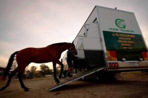 Horse transport is the latest point of difference between Racing Victoria and Racing NSW.