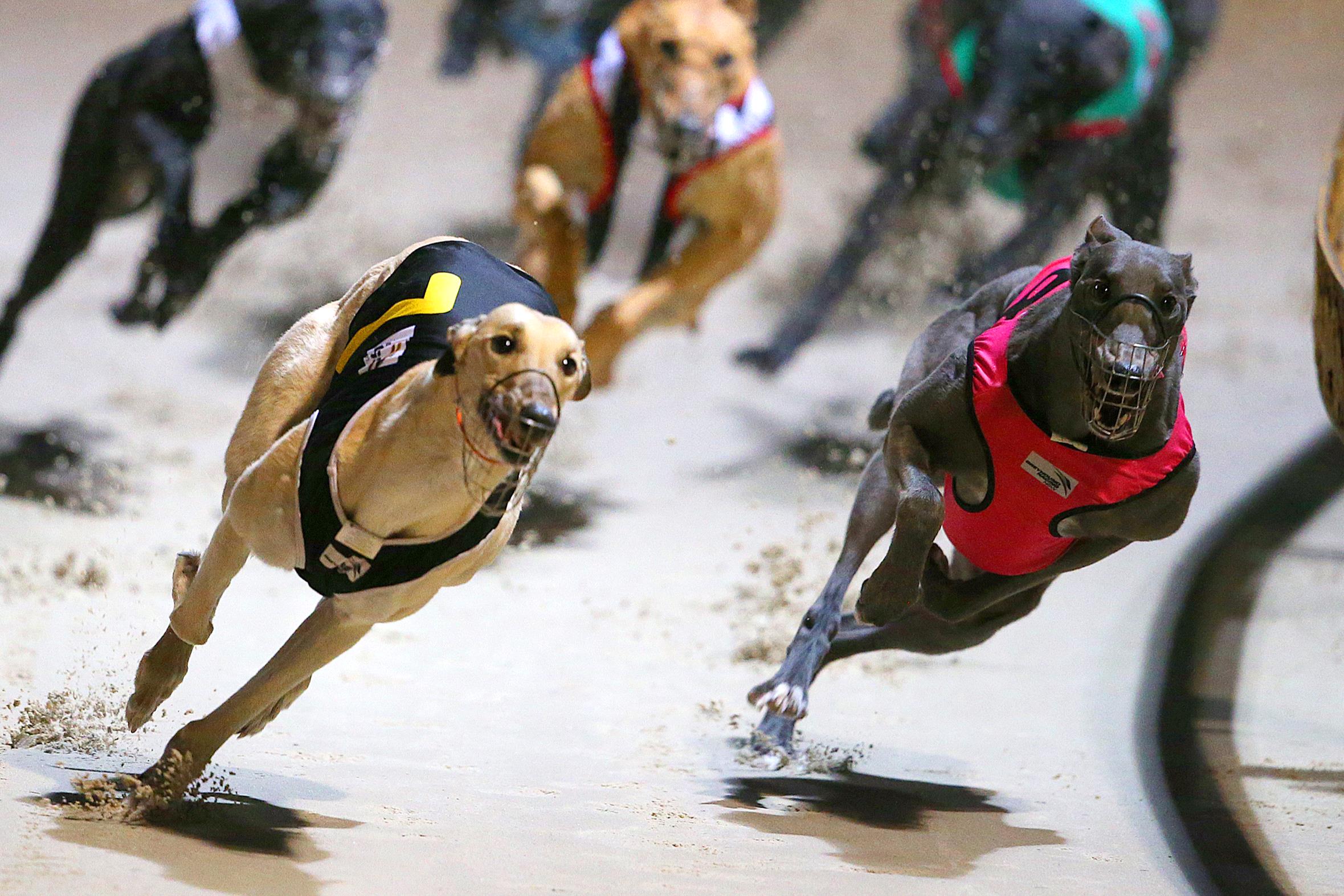 qric  Australian Greyhound Racing News & Betting