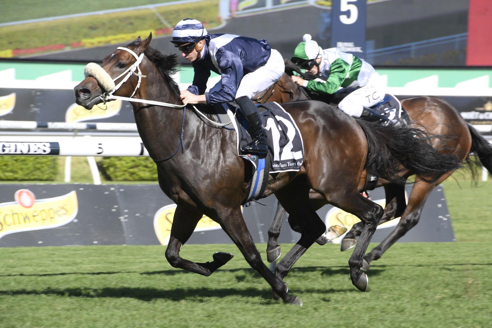 I’m tipping this Group 3 winner to bounce back to winning form on Saturday. Photo: Steve Hart.