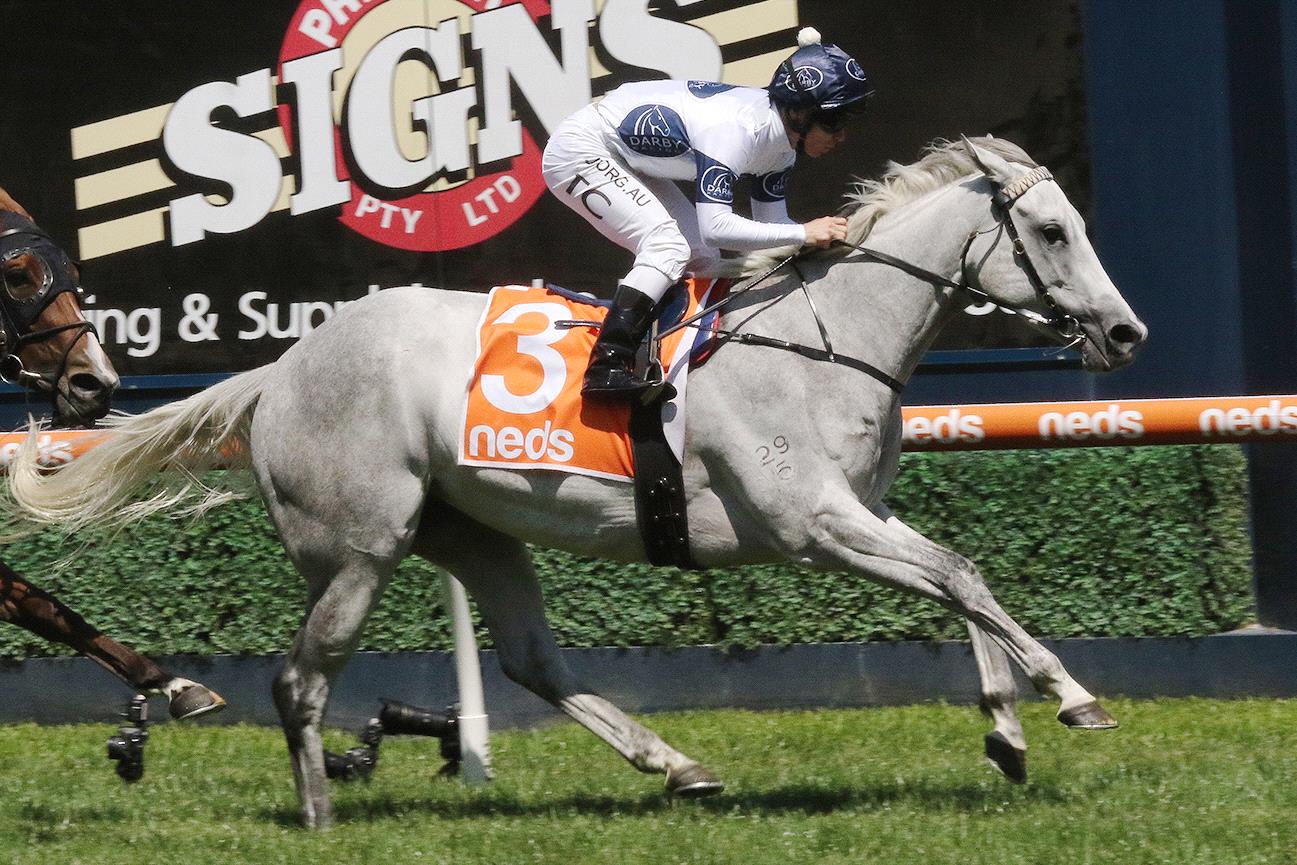 Greysful Glamour is the Gosford Cup favourite.