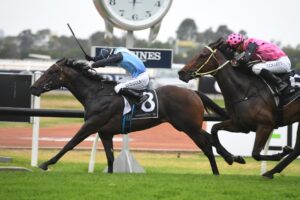 Bandersnatch is in the Hawkesbury Guineas.