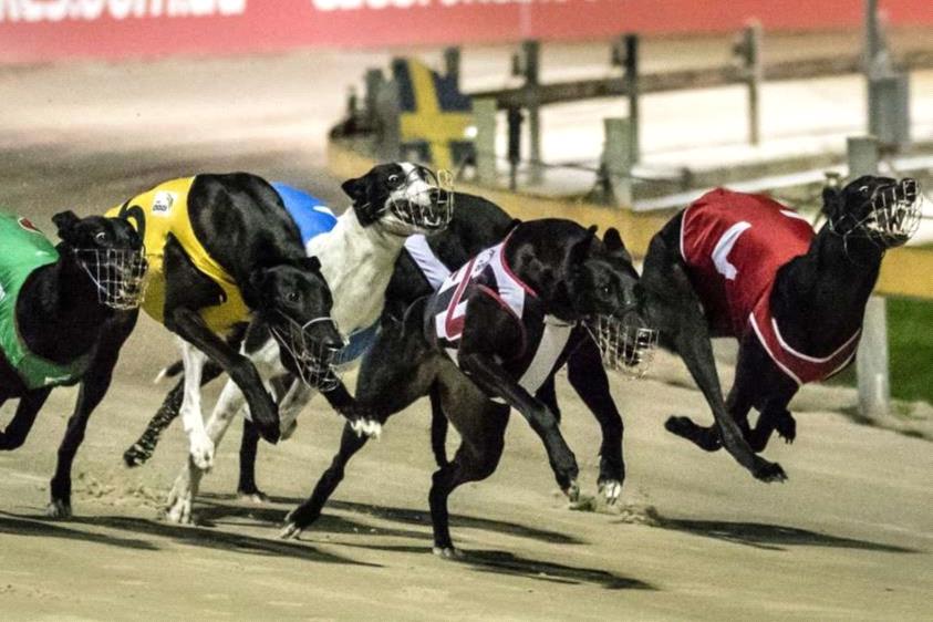 Greyhound Welfare Integrity Commission abort EPO swab charge Greyhound Welfare Integrity Commission abort EPO swab charge