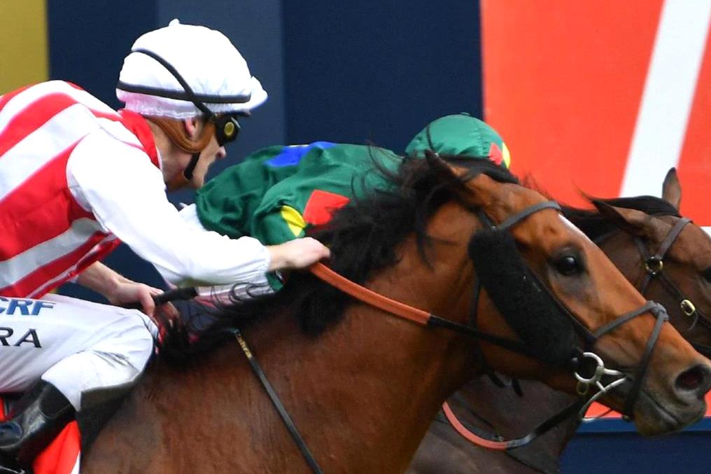 Waikato Stud secures Caulfield Guineas winner Super Seth - Racenet