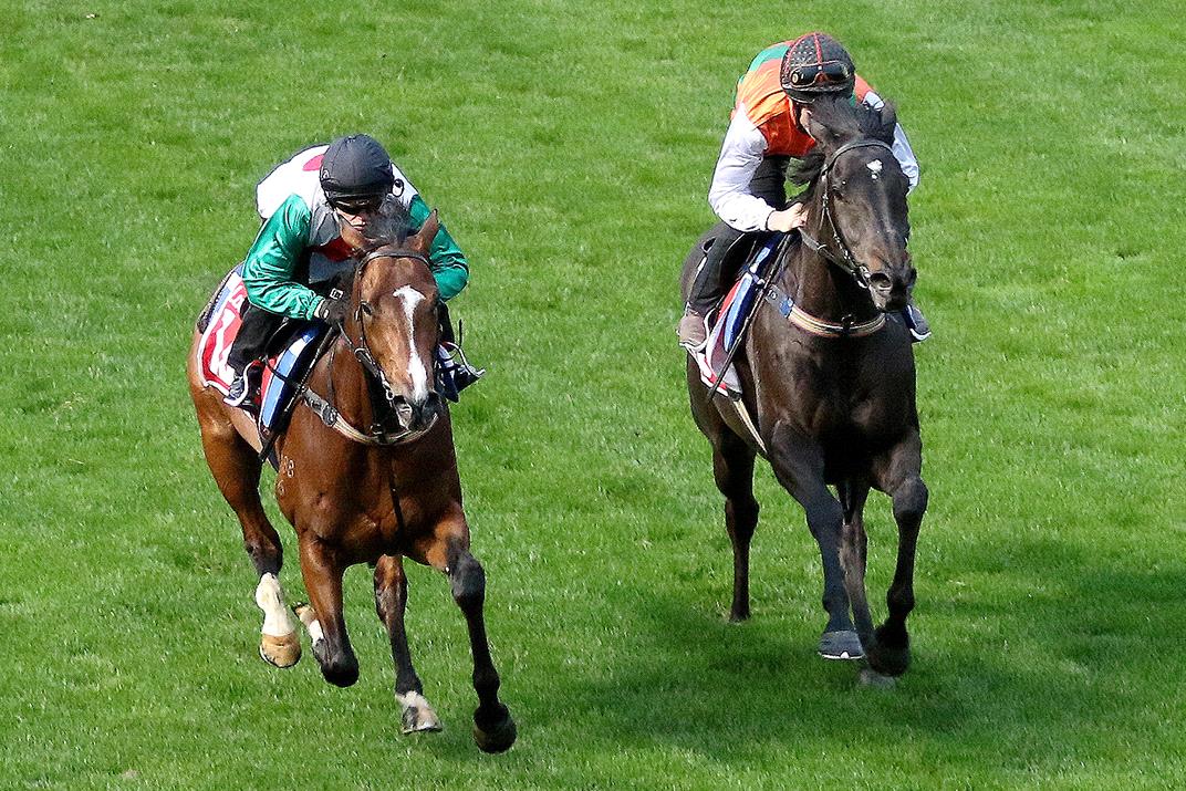 Castelvecchio (left) and stablemate Morton’s Fork work together on Tuesday.