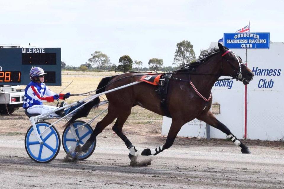 harness racing odds