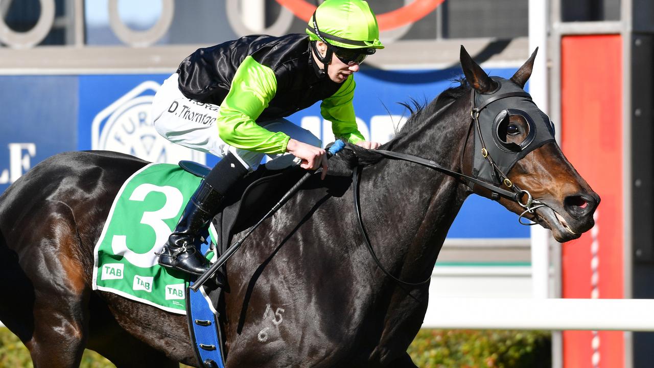 Realm Of Flowers will likely stay in work even if she wins The Andrew Ramsden. Picture: AAP