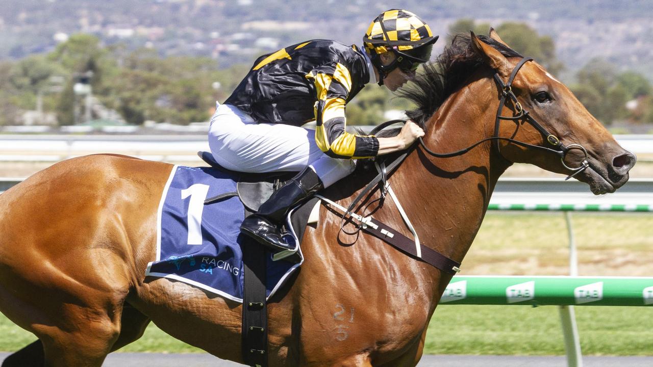 Dual Group 1 winner Behemoth is having his third attempt at winning The Goodwood. Picture: Atkins Photography