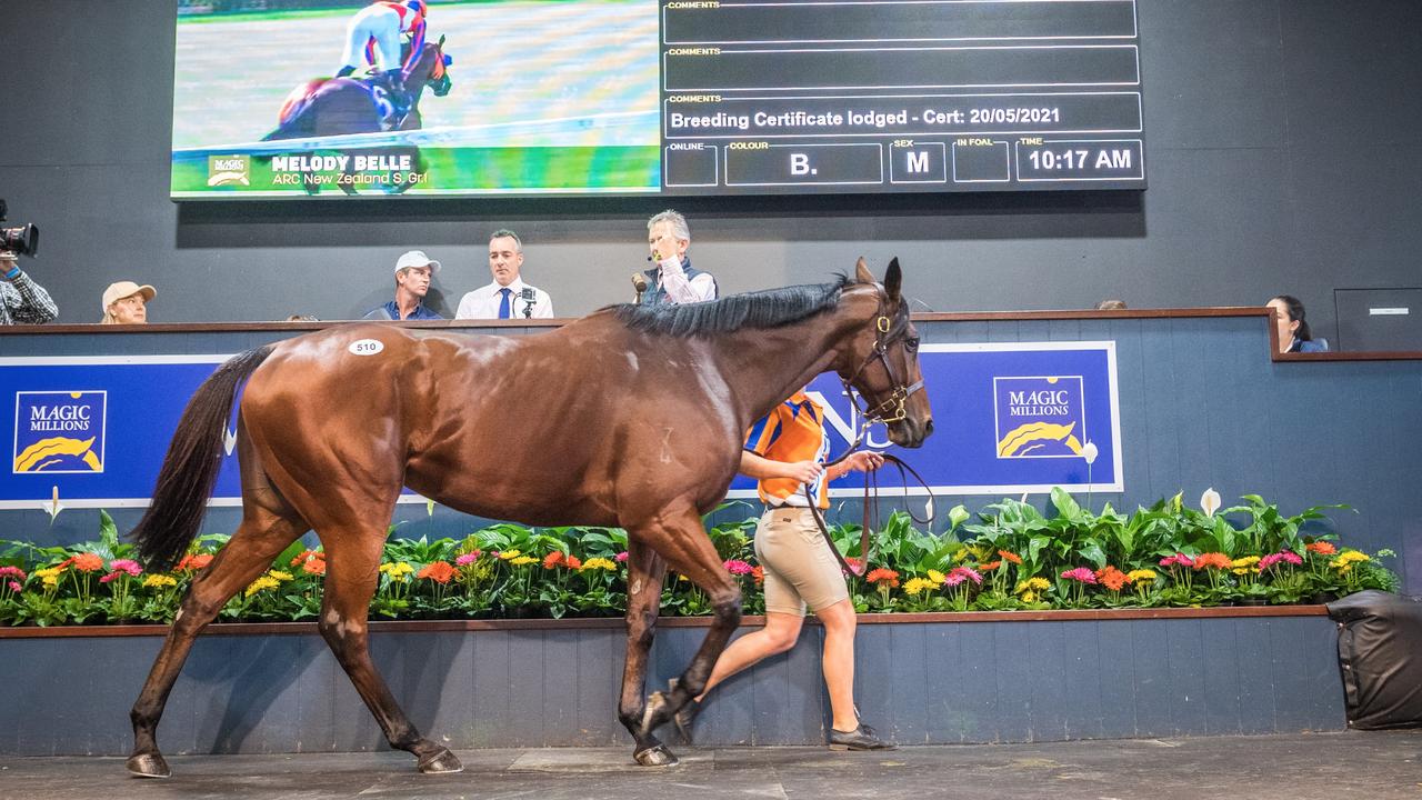 Melody Belle at the Magic Millions National Broodmare Sale. Picture: Magic Millions