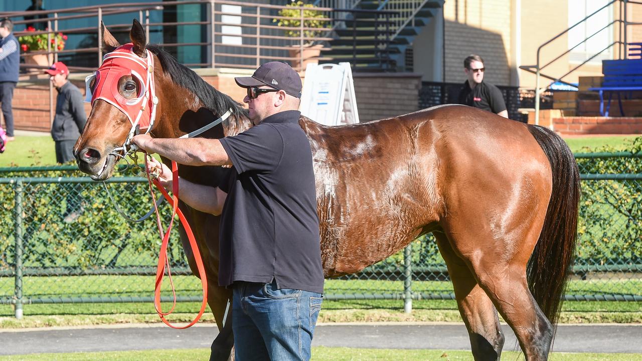 Reward With Return (pictured) is not to be confused with Return With Reward. Picture: Racing Photos