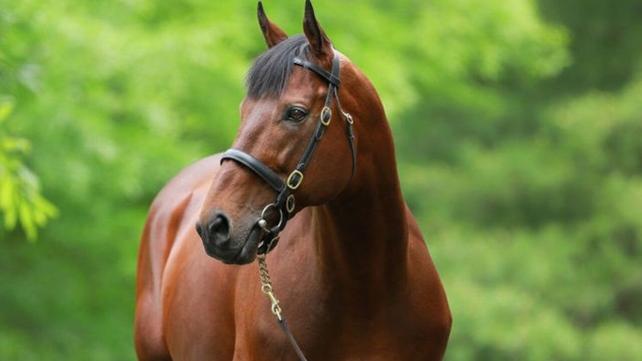 American Pharoah is the sire of Have Mercy, who will debut at Kensington on Wednesday. Picture: Coolmore