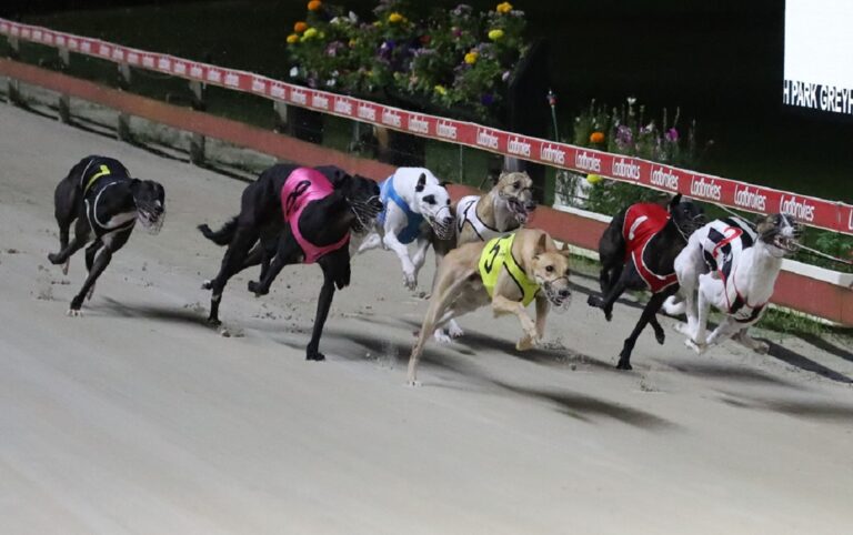 Covid Outbreak Threatens World S Richest Greyhound Race Racenet