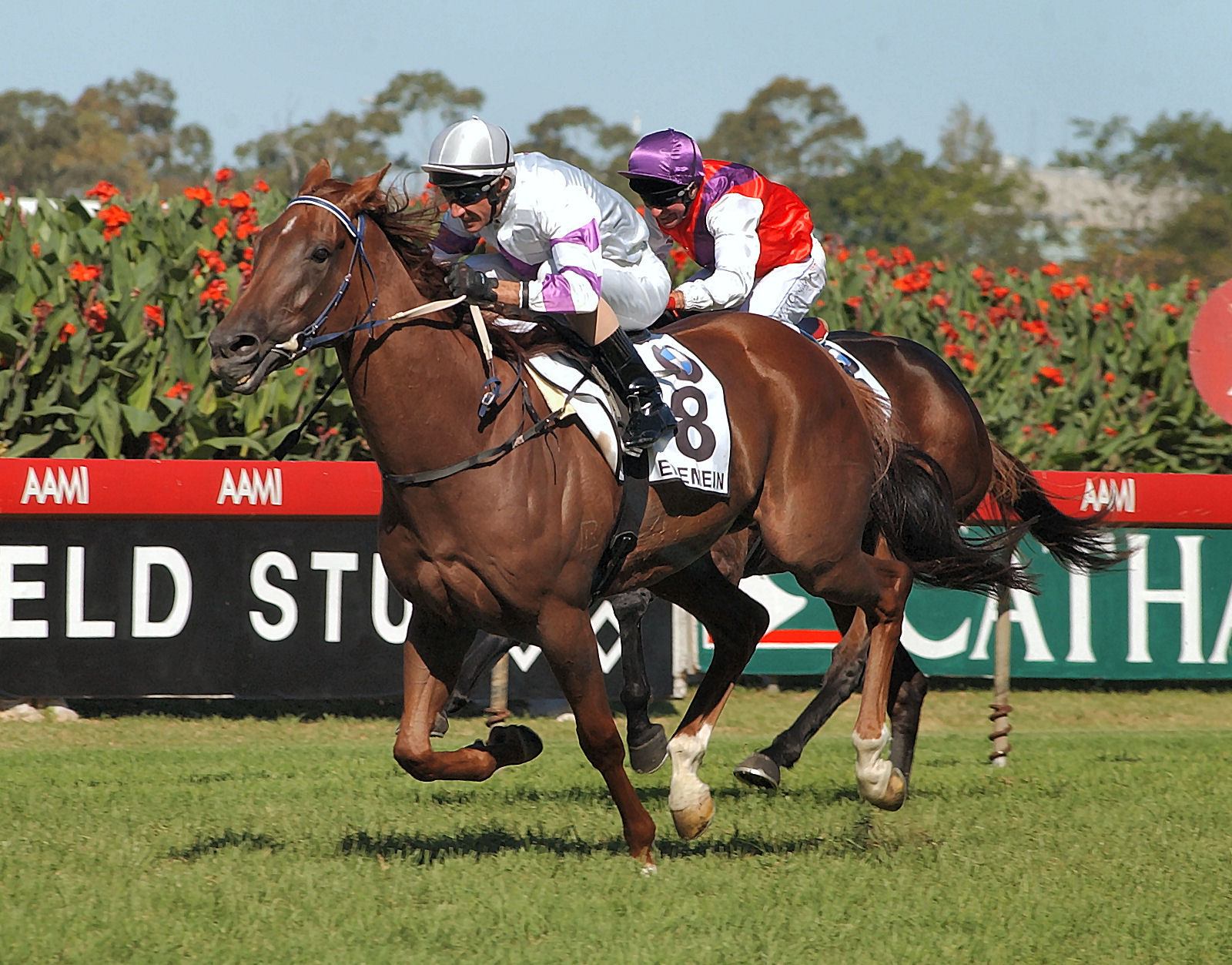 Eremein – winner of the 2006 Chelmsford Stakes. Photo: Steve Hart.