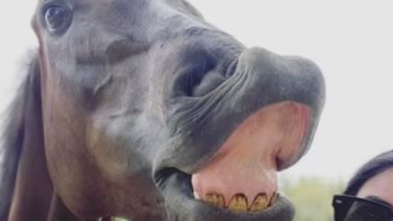 'Elephant' doing his best party trick, with trackwork rider Emily. Picture: Supplied