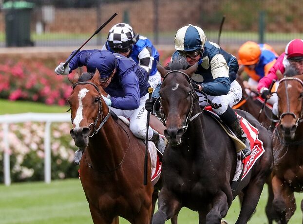 A horse that had form around last year’s Cox Plate quinella Sir Dragonet and Armory is a bet at Randwick on Saturday. Photo: George Salpigtidis/Getty Images.