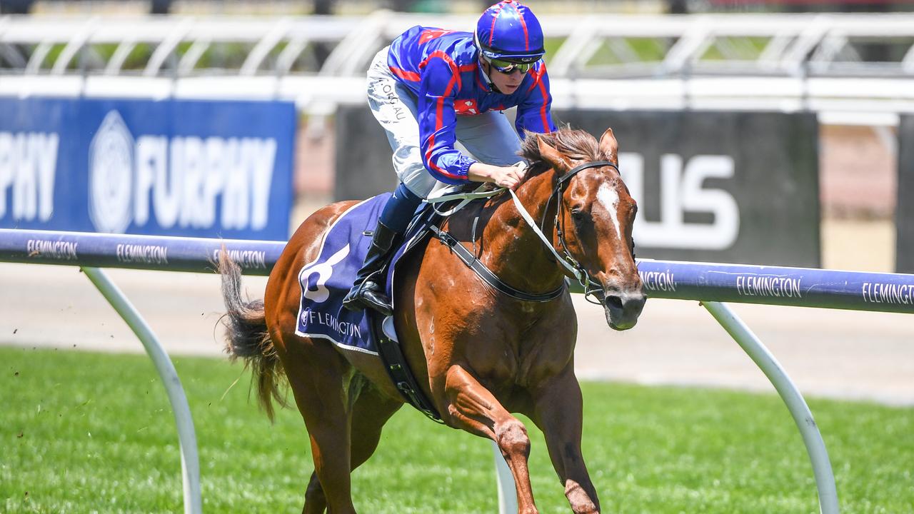 Smart colt Profiteer will earn another big windfall for his owners if he wins Friday night’s Group 1 Moir Stakes at The Valley. Picture: Racing Photos