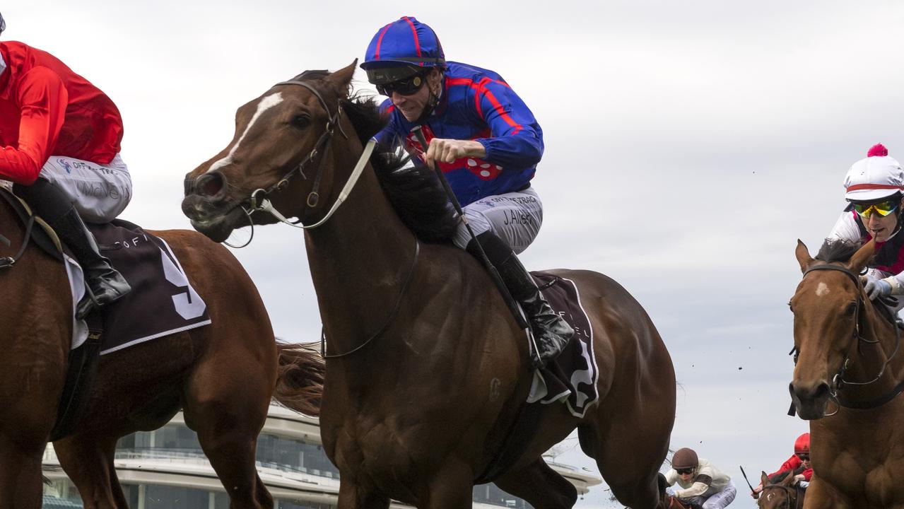 Smart four-year-old Ayrton is recovering from a suspected spider bite and the spring is looking doubtful. Picture: Getty Images