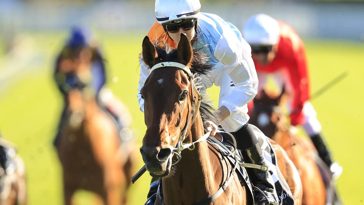 The Metropolitan favourite Montefilia. Photo: Mark Evans/Getty Images.