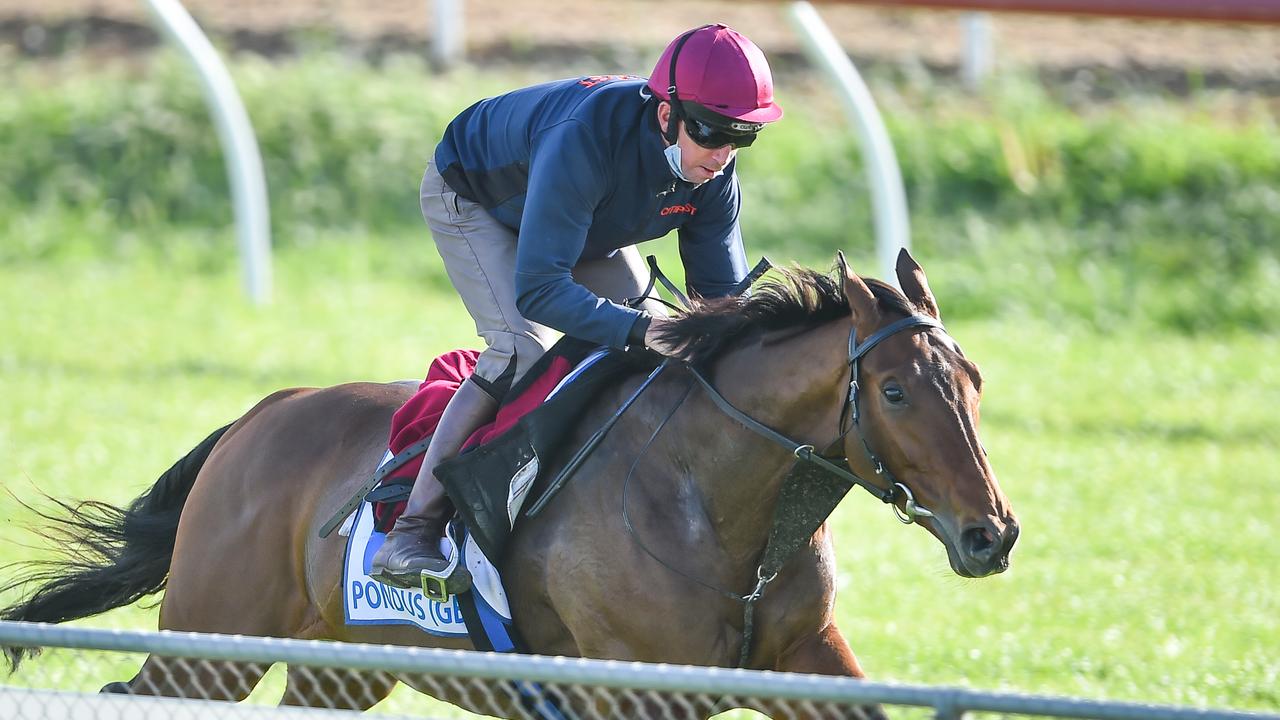 Pondus is primed to stamp Melbourne Cup credentials. Picture: Racing Photos