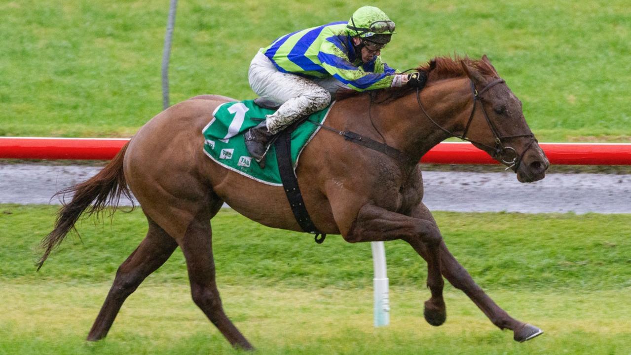 Beau Rossa could be aimed at the Winterbottom Stakes. Photo: Atkins Photography