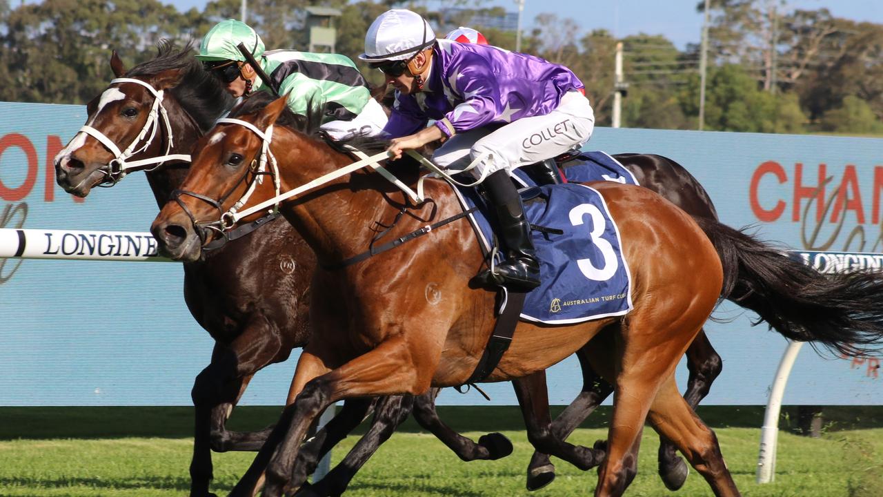 Chris Waller has separated stablemates Born A King (outside) and Francesco Guardo (inside) after they finished first and second respectively at Rosehill last start. Picture: Grant Guy