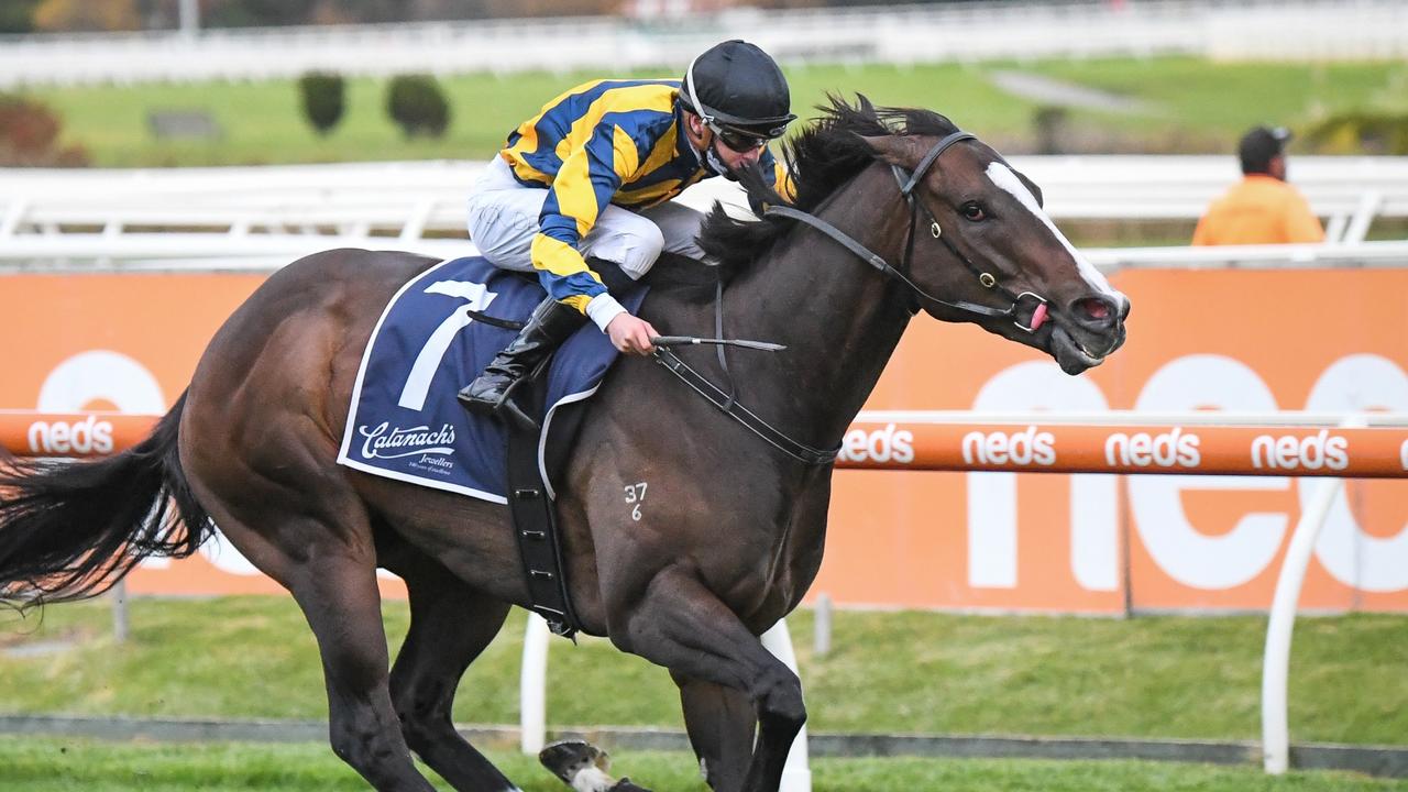 Sartorial Splendor ended his last campaign with back-to-back wins. Picture: Racing Photos via Getty Images