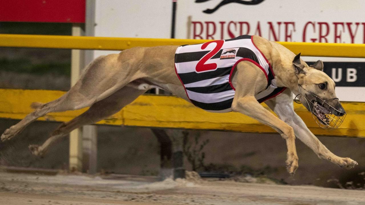 Panama Pepper adds spice to Flying Amy Classic - Vimarsana News