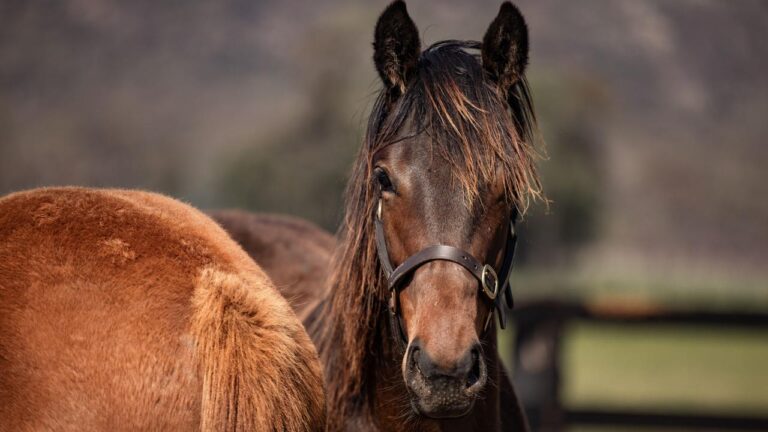 The first foal of Winx, by Pierro, will be sold at the 2024 Easter Yearling Sale. Picture: Inglis