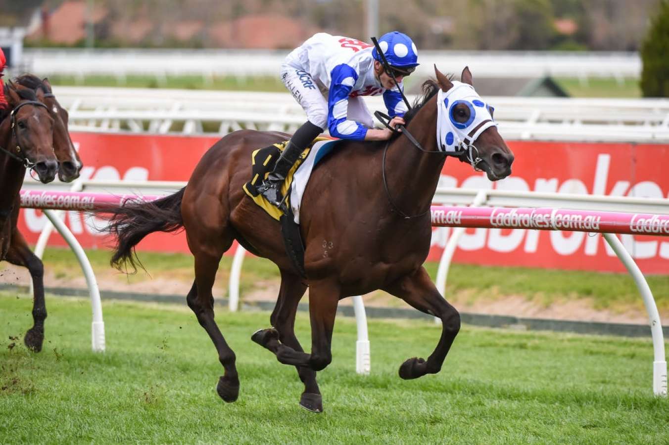 Mr Q Quibble Racing Mr Quickie right for Queensland Derby tilt