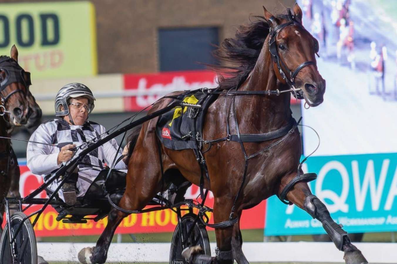 Harness racings superstars on show for Hunter Cup night