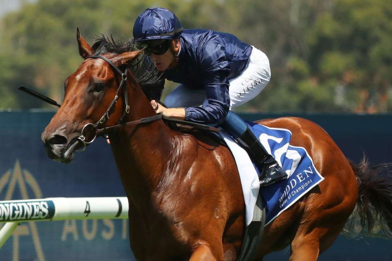 Brilliant filly Learning To Fly can gift owners new Ferrari if she wins ...